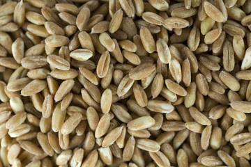 Farro Perlato
