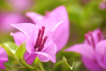bougainvillea close up in bright day light