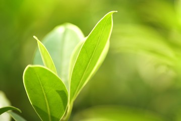 Fototapeta premium green leaf close up