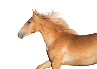 Cremello horse isolated on white background