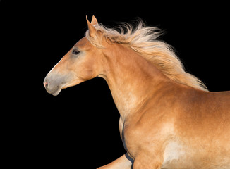 Fototapeta na wymiar Beautiful palomino horse portrait on black background in motion