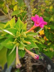 Pink flowers  is blooming in a park in Thailand.