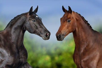 Two horse portrait on natural background