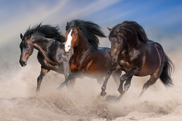 Bay horses with long mane run fast in desert dust