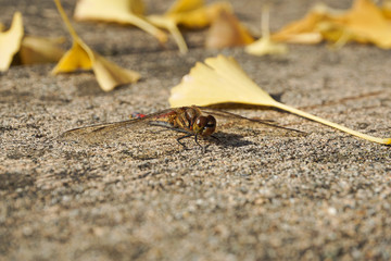 Dragonfly and ginkgo　トンボとイチョウの葉
