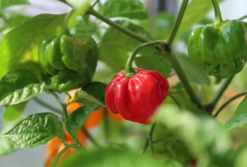 Chili peppers in a garden