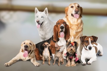 Group of dogs on white background