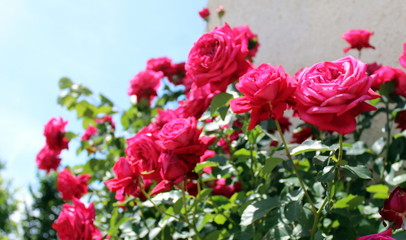 Flowering pink red roses