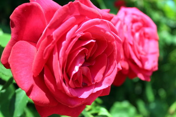 Flowering pink red roses