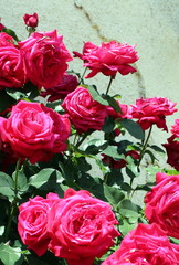 Flowering pink red roses