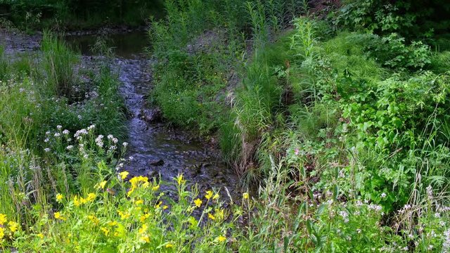 Chelidonium majus flowers on the bank of  Oresh brook