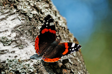 Fototapeta na wymiar Beautiful bright butterfly sitting on a birch tree in a summer park in sunny weather