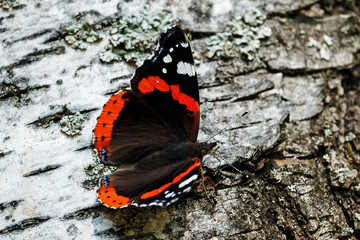 Beautiful bright butterfly sitting on a birch tree in a summer park in sunny weather