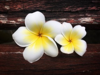 Frangipani flowers family be together on wooden slot background