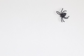 Halloween black spider on wall