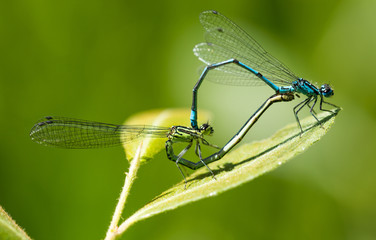 Male and Female Common Blue Damselfly mating on a leaf by the side of a pond