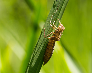 Dragonfly Larvae on grass by the side of a pond 