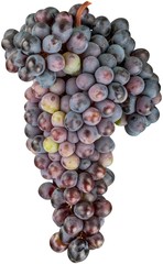 Red Grape Cluster - Isolated