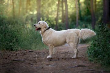 Beautiful dog breed Golden retriever in a green forest
