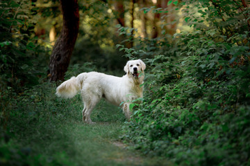 Fototapeta premium Beautiful dog breed Golden retriever in a green forest