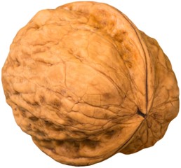 Single Walnut - Isolated