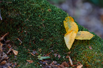 Fallen yellow leaf in early autumn