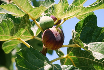 Frutti dell'albero di fico