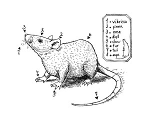 Illustration with a mouse or rat. Ink drawing. Can be printed on a t-shirt, postcards, tattoo, books images, etc.