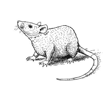 Illustration with a mouse or rat. Ink drawing. Can be printed on a t-shirt, postcards, tattoo, books images, etc.