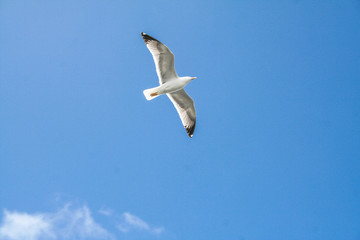 seagull in the blue sky