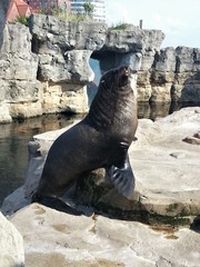Sea lion based on rocks