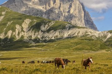 Fototapeta na wymiar A group of Horses with Background of Mountain in Campo Imperatore - Abruzzo - Italy