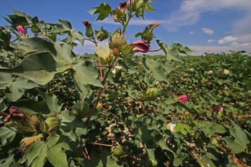 İzmir / Menemen ovasında çiçek açmış pamuk tarlaları  © mylasa