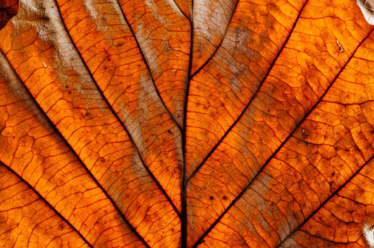 Background from an autumn leaf with streaks and cells
