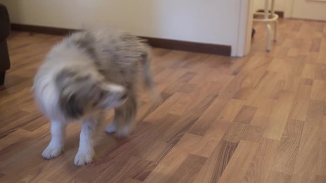 Red merle Border collie Puppy Chasing Rope