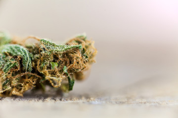 cannabis medical marijuana