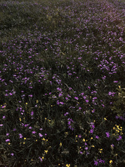 Obraz premium flowers background