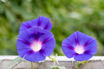 Blue Garden Flower