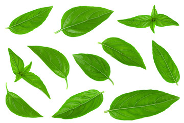 Basil leaf closeup collection on white