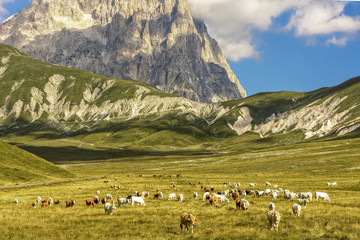 Fototapeta na wymiar A Group of Cows While Pasture in the Valley of Campo Imperatore - Italy - Abruzzo - A Real Wild Moments