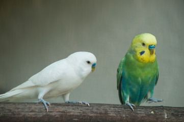 portrait of white and  colorful parakeet on a perch