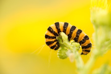 Jakobskrautbär, Blutbär, Karminbär (Tyria jacobaeae), Raupe frisst auf Jakobs-Greiskraut, Jakobs-Kreuzkraut, Jakobskraut (Senecio jacobaea), White Cliffs of Dover, England, Großbritannien, Europa 