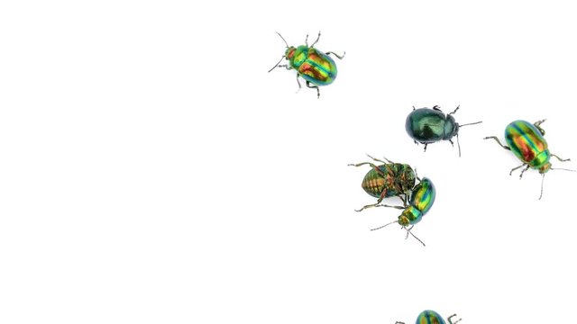 Many beautiful beetles scatter in different directions on a white isolated background. But there was one unlucky loser in life he was not lucky