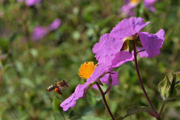 A bee fly to a blossom