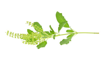 fresh sweet basil flower isolated on a white background
