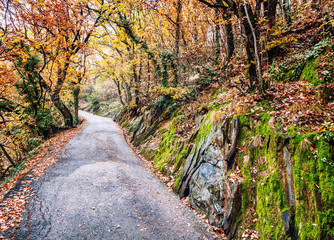Beautiful autumn landscape, a path in the park, strewn with yellow and red leaves