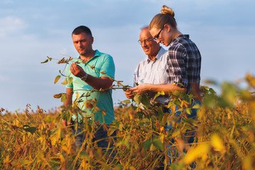 Group of farmers standing in a field examining soybean crop before harvesting.