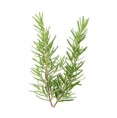 rosemary isolated on white background