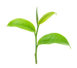 green tea leaf isolated on white background
