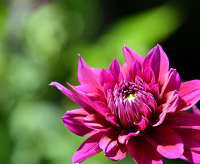 Purple Dahlia close-up in sunny garden